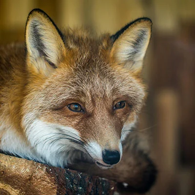 Chrome加速器 - 2月28日22M/S|免费Trojan节点/SSR节点/Clash节点/Shadowrocket节点/Singbox节点/V2ray节点节点推荐，V2rayC梯子购买推荐