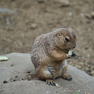 Chrome加速器 - 2月1日20.6M/S|免费V2ray节点/Trojan节点/Shadowrocket节点/Clash节点/Singbox节点/SSR节点节点推荐，V2rayC梯子购买推荐