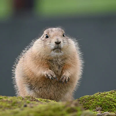 Chrome加速器 - 3月12日20.9M/S|免费SSR节点/Trojan节点/Singbox节点/Clash节点/Shadowrocket节点/V2ray节点节点推荐，V2rayC梯子购买推荐