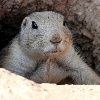 Chrome加速器 - 2月18日23M/S|免费Singbox节点/Trojan节点/V2ray节点/Shadowrocket节点/Clash节点/SSR节点节点推荐，V2rayC梯子购买推荐