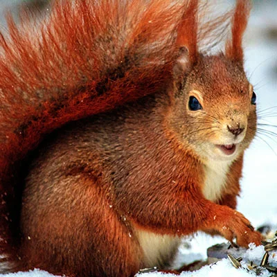 Chrome加速器 - 3月9日19M/S|免费Clash节点/Singbox节点/Trojan节点/Shadowrocket节点/SSR节点/V2ray节点节点推荐，V2rayC梯子购买推荐