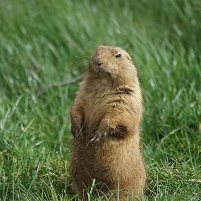 Chrome加速器 - 1月31日19.6M/S|免费SSR节点/V2ray节点/Shadowrocket节点/Singbox节点/Clash节点/Trojan节点节点推荐，V2rayC梯子购买推荐