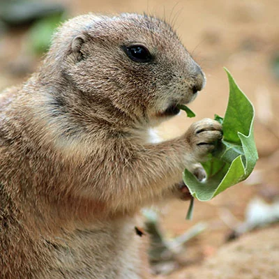 Chrome加速器 - 2月26日18.7M/S|免费SSR节点/Shadowrocket节点/Trojan节点/V2ray节点/Singbox节点/Clash节点节点推荐，V2rayC梯子购买推荐