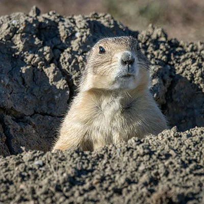Chrome加速器 - 3月26日20.5M/S|免费Clash节点/Singbox节点/SSR节点/Trojan节点/Shadowrocket节点/V2ray节点节点推荐，V2rayC梯子购买推荐