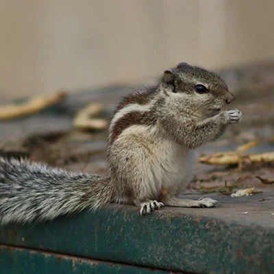 Chrome加速器 - 3月20日19.5M/S|免费Clash节点/Shadowrocket节点/SSR节点/V2ray节点/Singbox节点/Trojan节点节点推荐，V2rayC梯子购买推荐