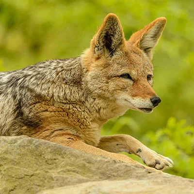 Chrome加速器 - 3月29日20M/S|免费Singbox节点/V2ray节点/Shadowrocket节点/SSR节点/Clash节点/Trojan节点节点推荐，V2rayC梯子购买推荐