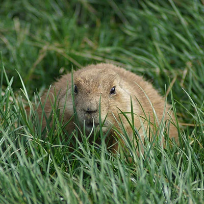 Chrome加速器 - 1月26日19.2M/S|免费Shadowrocket节点/Singbox节点/SSR节点/Trojan节点/V2ray节点/Clash节点节点推荐，V2rayC梯子购买推荐