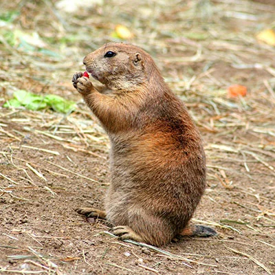 Chrome加速器 - 3月30日19.6M/S|免费V2ray节点/Clash节点/SSR节点/Singbox节点/Shadowrocket节点/Trojan节点节点推荐，V2rayC梯子购买推荐