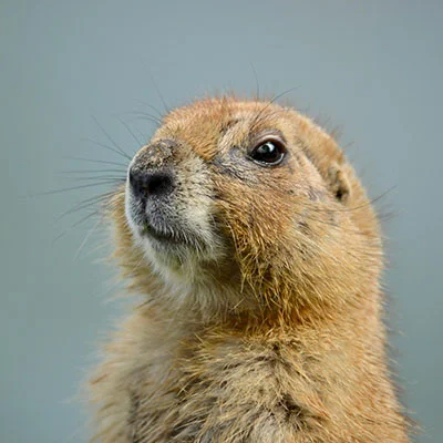 Chrome加速器 - 3月27日19.3M/S|免费Shadowrocket节点/Singbox节点/SSR节点/V2ray节点/Trojan节点/Clash节点节点推荐，V2rayC梯子购买推荐