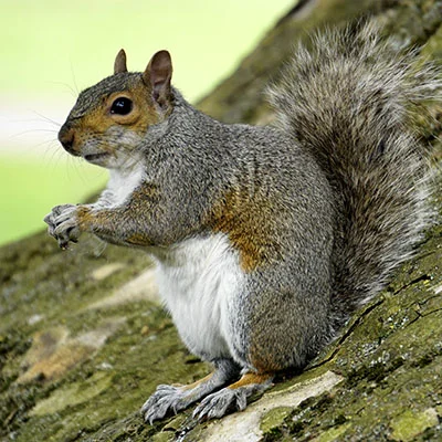 Chrome加速器 - 1月30日23M/S|免费SSR节点/Clash节点/Trojan节点/V2ray节点/Shadowrocket节点/Singbox节点节点推荐，V2rayC梯子购买推荐