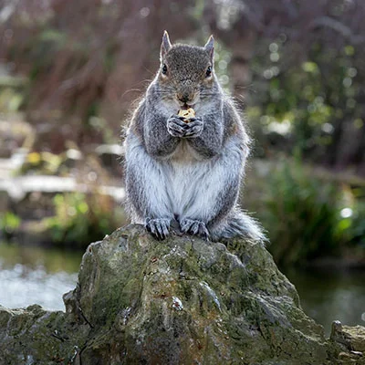 Chrome加速器 - 3月25日19.3M/S|免费Clash节点/V2ray节点/Singbox节点/SSR节点/Shadowrocket节点/Trojan节点节点推荐，V2rayC梯子购买推荐