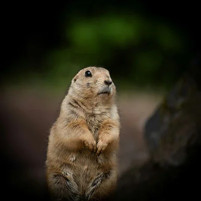 Chrome加速器 - 3月28日21.8M/S|免费V2ray节点/Singbox节点/SSR节点/Trojan节点/Shadowrocket节点/Clash节点节点推荐，V2rayC梯子购买推荐